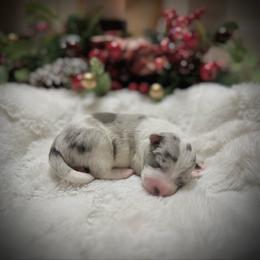 Girl 3 - Slate merle female Border Collie puppy in Jonesboro, Arkansas from Hampton Border Collies