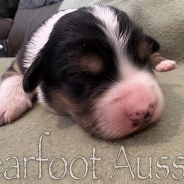 Boy 1 - Black tri-color male Australian Shepherd puppy in Lowell, Indiana from Bearfoot Aussies and Tollers