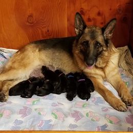 FeeBee - German Shepherd