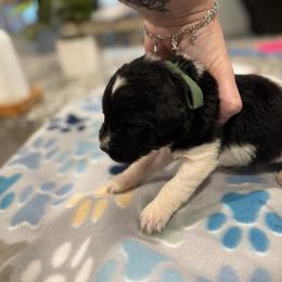 Goldendoodle and Poodle Puppies from Southern Stroll Poodles & Doodles