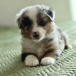 Miniature American Shepherd Puppies from AKC Emerald Minis