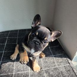 AKC Tripoint Girl - Tricolors French Bulldog puppy in Euless, Texas from Moki&Mello
