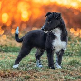 Splinter - Black brindle male Silken Windhound puppy in Starke, Florida from Ashley