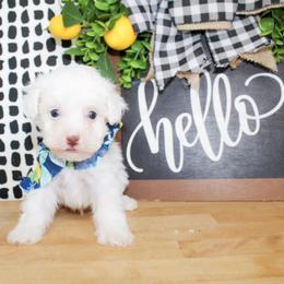 Tiny Tim - White male Poodle puppy in Hugo, Oklahoma from Ann R.