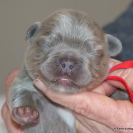 Kirby - Blue male French Bulldog puppy in Winnsboro, Texas from JP Ranch Bulldogs