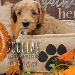 Goldendoodle Puppies from Stacy Warwick