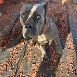 Savey - Cane Corso