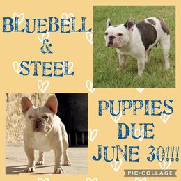 French Bulldog All Grown Up from Double Oak Frenchies