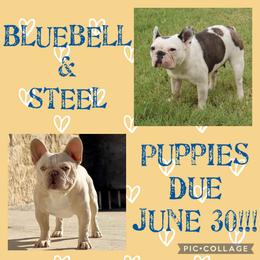 French Bulldog All Grown Up from Double Oak Frenchies