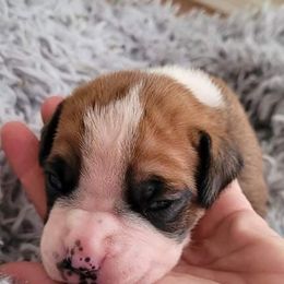 Boxer Puppies from Boxer Blessings Kennel