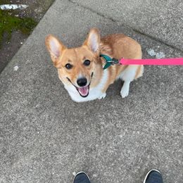Cocker Spaniel and Pembroke Welsh Corgi Puppies from Sunflower Farms