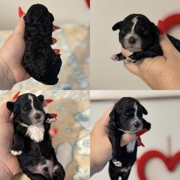 Snoopy - Black and white male Cockapoo puppy in Lafayette, Louisiana from Kinkade Kennels