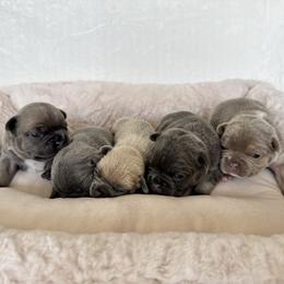 French Bulldog puppies from Flores Frenchies