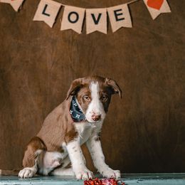 Border Collie Puppies from Rocky Mountain Border Collies
