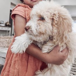 Aussiedoodle and Bernedoodle Puppies from High Desert Doodles