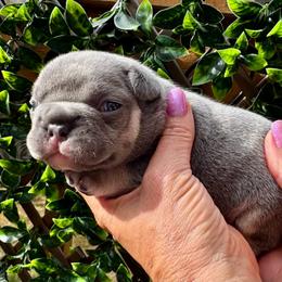 Fonzi - Blue male French Bulldog puppy in Renton, Washington from Laurel Canyon Kennels