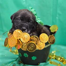 LUNA - Light Pink Collar Brindle Girl - Brindle female Mastiff puppy in Auburn, Kansas from Puppy Paradise:  English Mastiff Puppies & Standard Goldendoodle Puppies