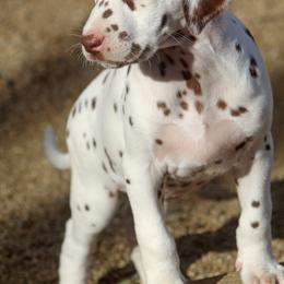 Female 3 - White and liver brown female Dalmatian puppy in Lake Mathews, California from Bully Market