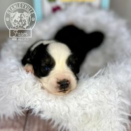 Boy 2 - Miniature Australian Shepherd puppy in Buchanan, Georgia from Stanleyville Farm Mini Aussies