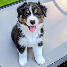 Chase - Black tri-color male Australian Shepherd puppy in West Greenwich, Rhode Island from Ocean Cliff Aussies