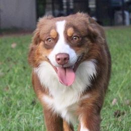 Cara - Miniature Australian Shepherd