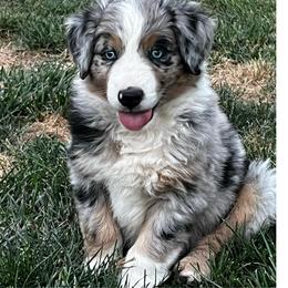 Bluey - Blue merle male Miniature Australian Shepherd puppy in Denair, California from CenCal Mini Aussies