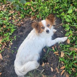 Kiwi - Papillon