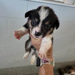 Black tri male - Black and tan male Pembroke Welsh Corgi puppy in Ocala, Florida from Rivermont Farm
