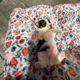 Female parti (no collar ) lots of black on back - Parti female Yorkshire Terrier puppy in Pikeville, North Carolina from A Yorkie’s World