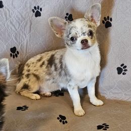 Moni - Chihuahua