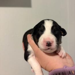 Sierra - Black tri female Miniature Australian Shepherd puppy in Weatherford, Texas from F & T Aussies