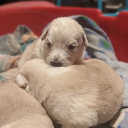 Great Pyrenees Puppies from Blue Hills Farm