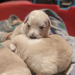 Great Pyrenees Puppies from Blue Hills Farm