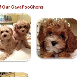 Assorted Doodle Crosses, Australian Labradoodles, Cavachons, and Cavapoos from Bark & Bramble Cavapoochons