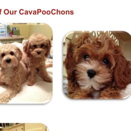 Assorted Doodle Crosses, Australian Labradoodles, Cavachons, and Cavapoos from Bark & Bramble Cavapoochons