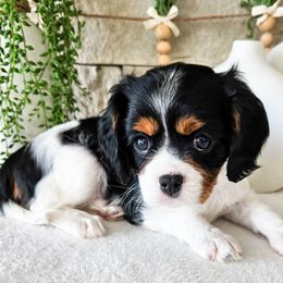 Cavalier King Charles Spaniels from Furever Cavaliers