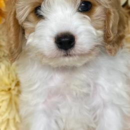 Cavapoos and Cockapoos from Rocky Road Puppies