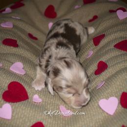 Birdie - Chocolate and cream female Dachshund puppy in Oklahoma City, Oklahoma from OkieDoxieland Dachshunds