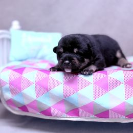 Kenji - Black and tan male Shiba Inu puppy in Cincinnati, Ohio from Timberwood Paws