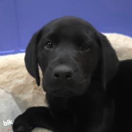 3 - Black male Labrador Retriever puppy in Lenore, Idaho from Sunny Skies Retrievers