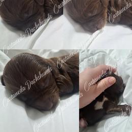 Thunder - Chocolate and tan male Dachshund puppy in Lees Summit, Missouri from Castaneda Dachshunds