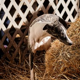 Whippets from Luminary Whippets