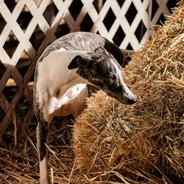 Whippets from Luminary Whippets