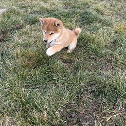 Shiba Inu Puppies from Hillsdale Shiba Inu