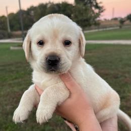 Pumpkin - Yellow male Labrador Retriever puppy in Garnett, Kansas from Timberland Creek Labradors