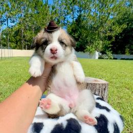 Sugar - Red and white female American Corgi puppy in Florida from Sunrise Corgis
