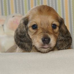 Dachshunds from The love of dachshunds