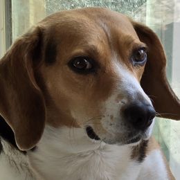 Beagles from Tina Baker