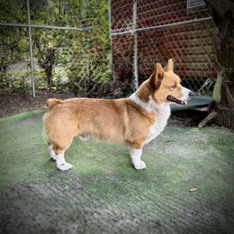 Cash - Pembroke Welsh Corgi