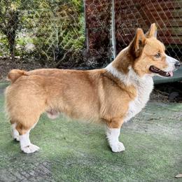 Cash - Pembroke Welsh Corgi